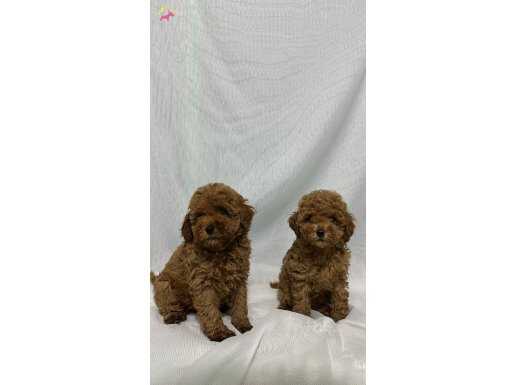 A KALİTE EV ÜRETİMİ TOY POODLE BEBEKLER 