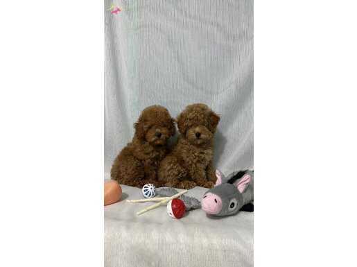 KORE KAN TOY POODLE YAVRULAR 