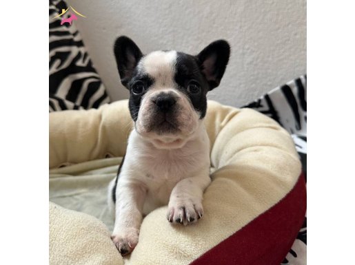ORJİNAL FRENCH BULDOG YAVRULAR