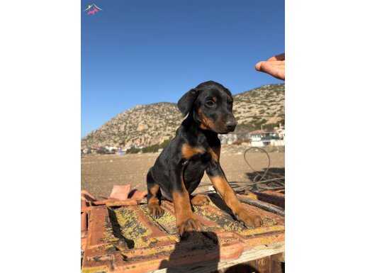 BLACK TAN DOBERMAN YAVRULARIMIZ ÖMÜRLÜK AİLESİNİ ARIYOR