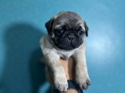 PUG MOPS A KALİTE IRK GARANTİLİ YAVRULARIMIZ