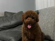 TOY POODLE YAVRULARIMIZ IRK VE SAĞLIK TESTİ GARANTİLİ