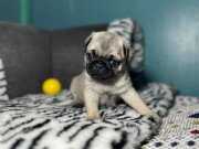 PUG MOPS YAVRULAR SIFIR BURUN GÜL KUYRUK