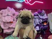 IRK GARANTİLİ PUG MOPS YAVRULARIMIZ