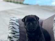 SIFIR BURUN GÜL KUYRUK PUG MOPS YAVRULARIMIZ 