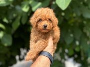 ! EV ÜRETİMİ ! TÜY YUMAĞI TOY POODLE YAVRULARIMIZ
