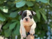 A KALİTE MASKELİ FRENCH BULDOG YAVRULAR 