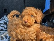 RENKLİ GÖZ KORE KAN EV ÜRETİMİ TOY POODLE YAVRULARIMIZ 