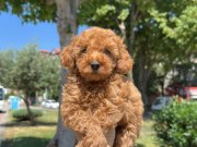 ORJİNAL TOY POODLE YAVRULARIMIZ  EV ÜRETİMİ 