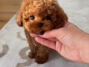 Minyatür Poodle Bebeklerim