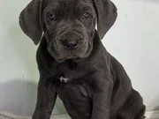 DEV ADAYLARI A KALİTE CANE CORSO YAVRULARIMIZ 