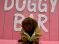 RED TOY POODLE YAVRULAR