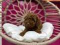 A KALİTE IRK VE SAĞLIK TESTİ GARANTİLİ POODLE YAVRULARIMIZ