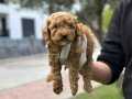 A KALİTE IRK GARANTİLİ POODLE YAVRULARIMIZ