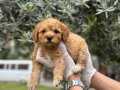 Tüy yumağı toy poodle yavrularımız