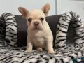 A KALİTE FRENCH BULDOG YAVRULARIMIZ
