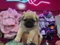 IRK GARANTİLİ PUG MOPS YAVRULARIMIZ