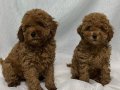 A KALİTE EV ÜRETİMİ TOY POODLE BEBEKLER 