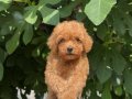 ! EV ÜRETİMİ ! TÜY YUMAĞI TOY POODLE YAVRULARIMIZ
