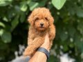 ! EV ÜRETİMİ ! TÜY YUMAĞI TOY POODLE YAVRULARIMIZ