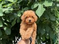 ! EV ÜRETİMİ ! TÜY YUMAĞI TOY POODLE YAVRULARIMIZ