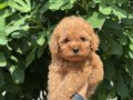 ! EV ÜRETİMİ ! TÜY YUMAĞI TOY POODLE YAVRULARIMIZ