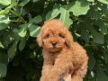 ! EV ÜRETİMİ ! TÜY YUMAĞI TOY POODLE YAVRULARIMIZ