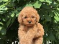 ! EV ÜRETİMİ ! TÜY YUMAĞI TOY POODLE YAVRULARIMIZ