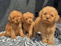 EV ÜRETİMİ TOY POODLE YAVRULARIMIZ IRK GARANTİLİ
