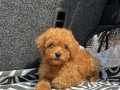 EV ÜRETİMİ TOY POODLE YAVRULARIMIZ IRK GARANTİLİ