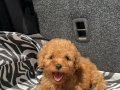 EV ÜRETİMİ TOY POODLE YAVRULARIMIZ IRK GARANTİLİ