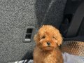 EV ÜRETİMİ TOY POODLE YAVRULARIMIZ IRK GARANTİLİ