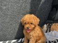 EV ÜRETİMİ TOY POODLE YAVRULARIMIZ IRK GARANTİLİ