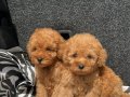 EV ÜRETİMİ TOY POODLE YAVRULARIMIZ IRK GARANTİLİ