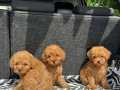 EV ÜRETİMİ TOY POODLE YAVRULARIMIZ IRK GARANTİLİ