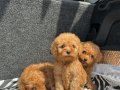 EV ÜRETİMİ TOY POODLE YAVRULARIMIZ IRK GARANTİLİ