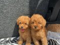 EV ÜRETİMİ TOY POODLE YAVRULARIMIZ IRK GARANTİLİ