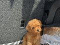 EV ÜRETİMİ TOY POODLE YAVRULARIMIZ IRK GARANTİLİ