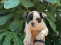 A KALİTE MASKELİ FRENCH BULDOG YAVRULAR 