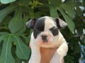 A KALİTE MASKELİ FRENCH BULDOG YAVRULAR 