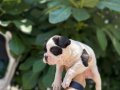A KALİTE MASKELİ FRENCH BULDOG YAVRULAR 