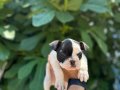 A KALİTE MASKELİ FRENCH BULDOG YAVRULAR 