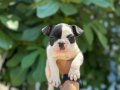 A KALİTE MASKELİ FRENCH BULDOG YAVRULAR 