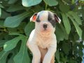 IRK GARANTİLİ FRENCH BULDOG YAVRULARIMIZ