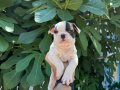 IRK GARANTİLİ FRENCH BULDOG YAVRULARIMIZ
