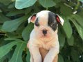 IRK GARANTİLİ FRENCH BULDOG YAVRULARIMIZ