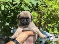 PUG MOPS YAVRULARIMIZ SIFIR BURUN GÜL KUYRUK IRK GARANTİLİ