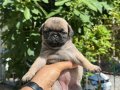 PUG MOPS YAVRULARIMIZ SIFIR BURUN GÜL KUYRUK IRK GARANTİLİ