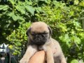 PUG MOPS YAVRULARIMIZ SIFIR BURUN GÜL KUYRUK IRK GARANTİLİ