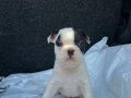 KORSAN FRENCH BULDOG YAVRULARIMIZ